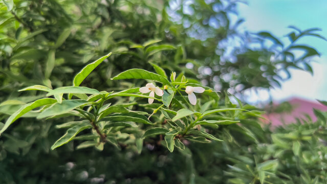 Wrightia religiosa flower blooming among fresh green leaves with a natural blurred background