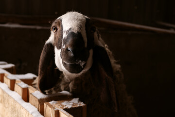 Dolan sheep, ewes, and lambs inside an agricultural livestock barn facility. The setting features wooden fencing, straw bedding, and masonry walls during routine husbandry operations. © Aigul Sabirova