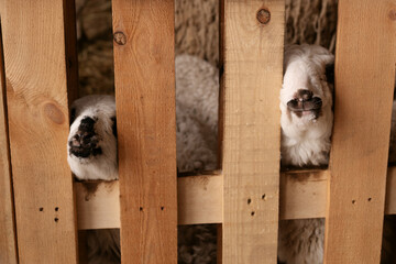 Dolan sheep, ewes, and lambs inside an agricultural livestock barn facility. The setting features wooden fencing, straw bedding, and masonry walls during routine husbandry operations. © Aigul Sabirova
