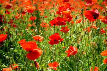 Obraz premium A festival of red poppies. The environment of the house helped the poppies' beauty.