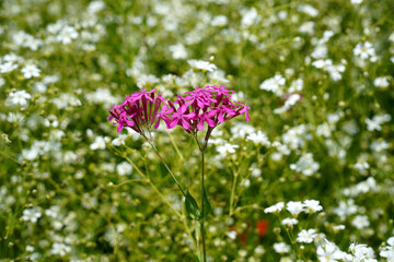 Obraz premium A purple flower blooming in a white mist flower, the dignity of a purple flower blooming among the little flowers