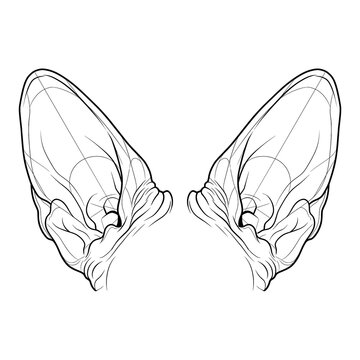 Hand drawn sketch of anthro feline sphynx hairless ears.