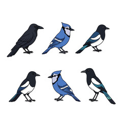 Fototapeta premium Cartoon Bird Illustrations Set with Crow Blue Jay and Magpie