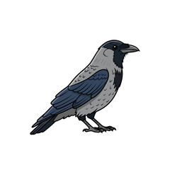 Obraz premium Detailed Hooded Crow Illustration Isolated on White