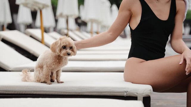 At a lavish vacation spot, a woman in a swimsuit relaxes on a sunbed, pampering a small poodle dog. This image showcases the idea of traveling with pets