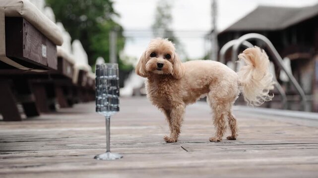 Small poodle dog standing on a wooden poolside deck next to an empty textured glass with sun loungers in background