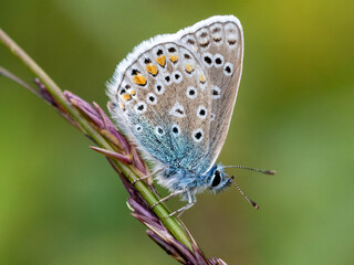 Common Blue butterfly on a leaf © Barry