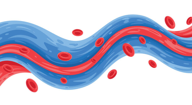 Scientific illustration of red blood cells moving through blue and red vessels representing the human circulatory system flow and anatomy.