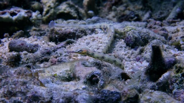 Striking Messmate Pipefish Camouflaged on a Textured Tropical Seabed