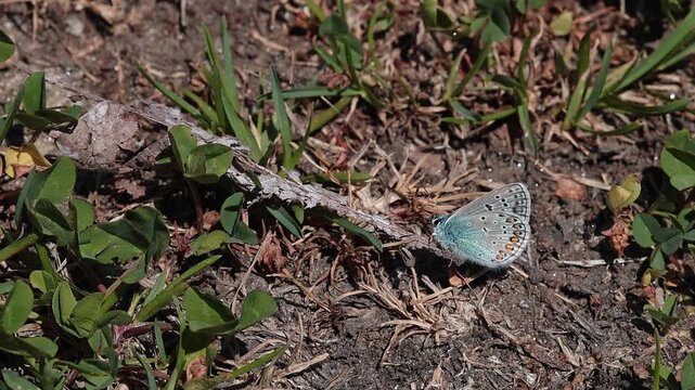 short clip of a polyommatus escheri or Escher's blue butterfly