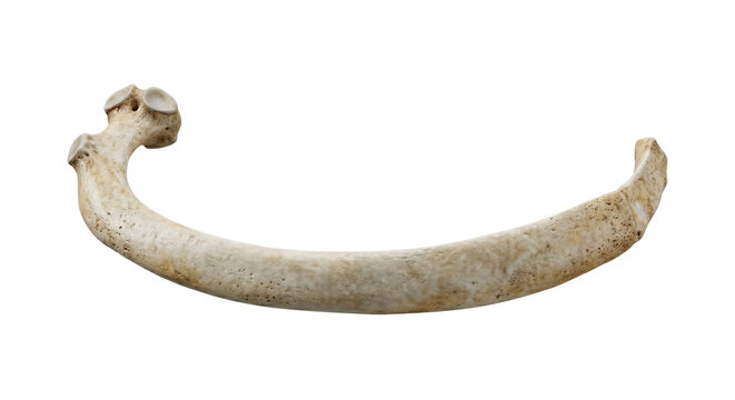 Curved human rib bone anatomy with rough organic texture
