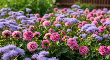 Obraz premium Vibrant pink and purple aster flowers blooming in a garden during the day