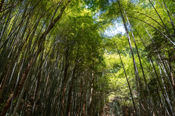 Fototapeta premium Bamboo forest near Mitaki-Dera temple in Hiroshima, Japan