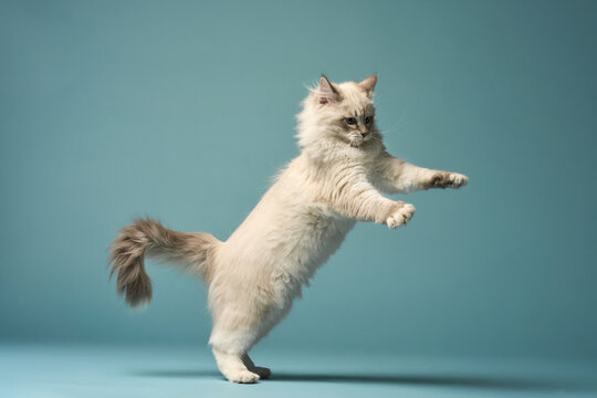 The cat is frozen in the air, mid-jump, with front legs extended forward. Its leap is playful and energetic, captured sharply in motion.