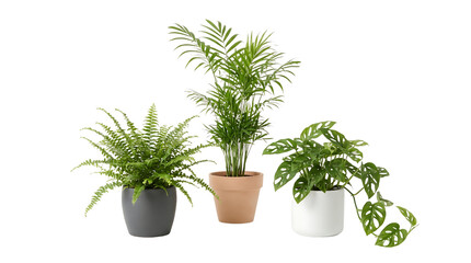 Fototapeta premium Three different potted houseplants arranged on a white background, showcasing their unique foliage and textures.