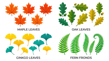 Botanical collection of maple oak ginkgo and fern leaves © Suyat