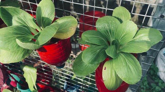 Healthy pak choi plant growing in a pot, ideal for urban farming, organic gardening, sustainable food cultivation, fresh vegetables, and home agriculture concepts.