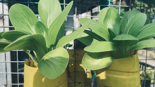 Fresh pak choi growing in a pot, showcasing urban gardening, organic vegetable cultivation, sustainable agriculture, healthy food production, and home garden concepts.