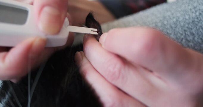 Close up of female hands testing diabetic feline ear with glucose meter test strip