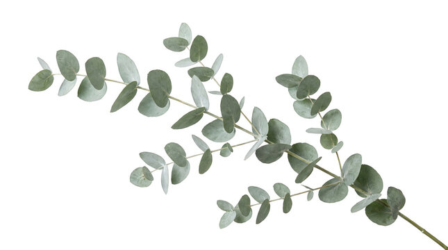 Eucalyptus branch isolated on transparent background