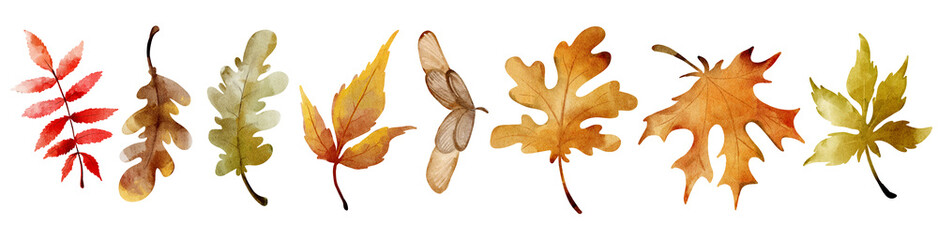 seamless autumn watercolor  isolate clipart leaves maple oak yellow © WatercolorDigitalArt