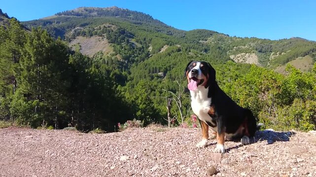 The Entlebucher Mountain Dog thrives in the mountainous regions of Turkey.