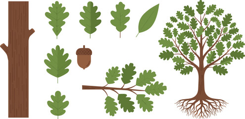 Vector illustration set of oak tree components including trunk, branches, leaves, acorn, and full tree with roots for botanical and educational projects © MST RAMANA