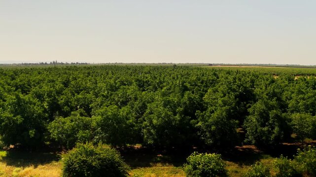 Drone aerial view showing acres of farmland in Chico, California