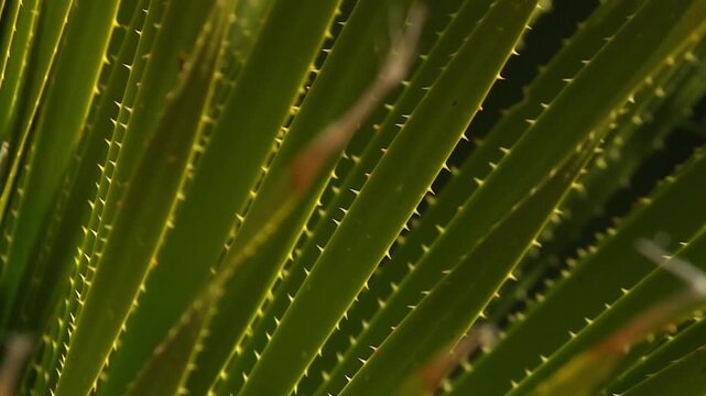 Close up of native sotol plant leaves with serrated edges and sharp spines moving in light desert breeze near Guadalupe Mountains National Park, Texas, USA. Natural wind movement, Chihuahuan Desert