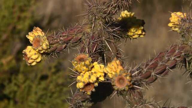 Flowering cholla cactus with sharp spines and clusters of yellow blooms growing in desert vegetation near Guadalupe Mountains National Park, Texas, USA. Close up static nature shot.
