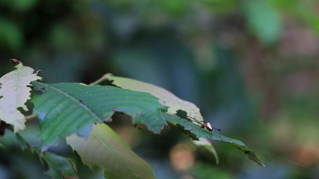 Macro Wildlife Footage of Forest Insect on Green Leaf