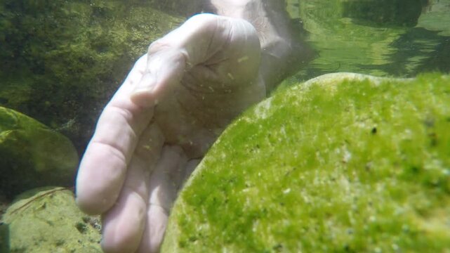 Hand moves underwater among green algae-covered rocks in a clear natural stream