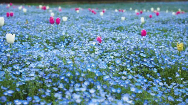 Tulips in Nemophila Field, Endless Flower Background in Maishima Seaside Park
