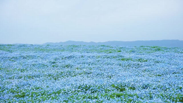 Maishima Seaside Park, Endless Field of Nemophila Flowers in Japan