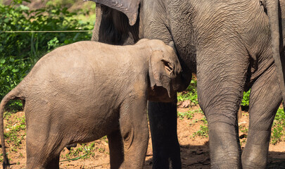 Fototapeta premium A baby and a big elephant in the Udawalawa Elephant Orphanage