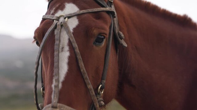 Domestic horse, Equus ferus caballus, wearing traditional gaucho bridle and bit near El Chalt&eacute;n, Santa Cruz, Argentina, featuring attentive gaze and working ranch heritage, pan and push in to eye shot