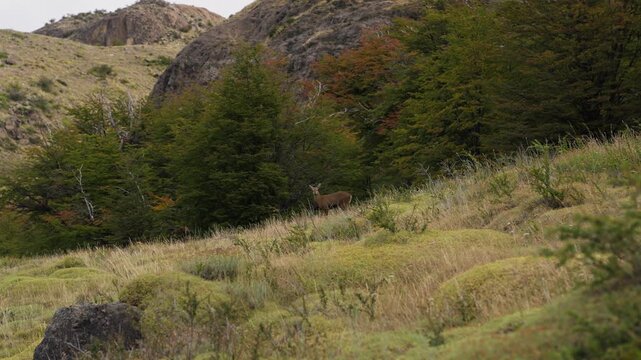 South Andean huemul deer, Hippocamelus bisulcus, standing alert near El Chalt&eacute;n, Santa Cruz, Argentina, within subantarctic Nothofagus forest and Patagonian grassland ecotone, static wildlife shot.