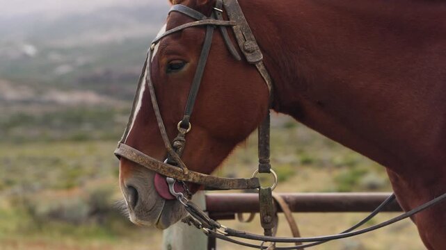 Domestic horse, Equus ferus caballus, standing calmly before a ride in Patagonia, Argentina, featuring traditional gaucho bridle, bit and reins used for livestock work and horseback travel slow motion