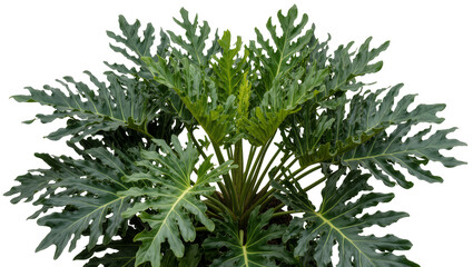 Isolated large lush green tropical Philodendron Selloum plant with deeply lobed leaves foliage © Saoirse