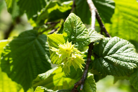 Developing green hazelnut clusters are shown before harvest. Hazelnuts are a key crop of the Black Sea region and are typically harvested from early August onward.