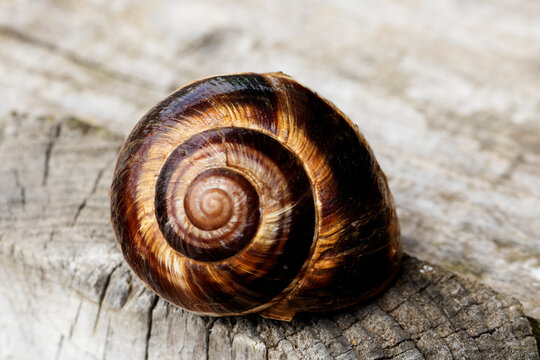 Helix lucorum (Turkish snail) is a large land snail common in the Black Sea region, recognized by its banded shell and often found in gardens and agricultural fields.