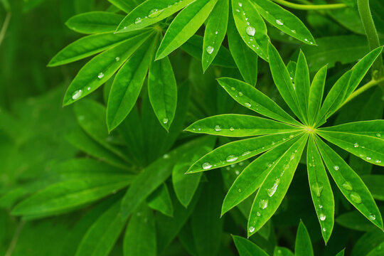 Lupines field with raindrops on siderate leaves during daytime in a green landscape
