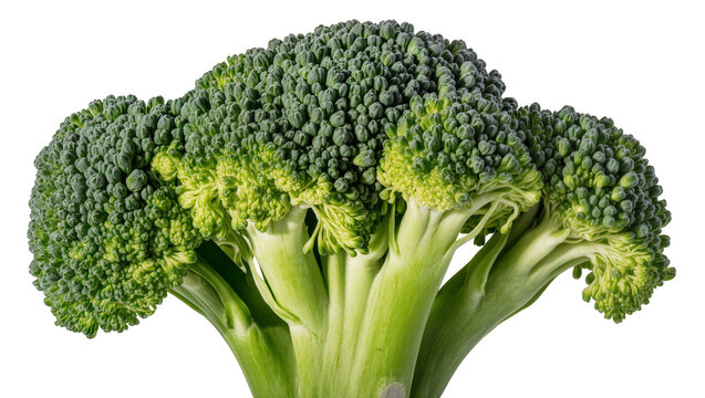 Isolated fresh green broccoli vegetable with multiple florets and stems, healthy organic produce