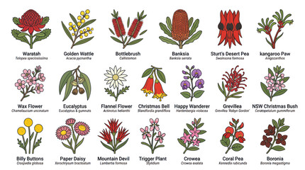 Set of diverse australian native flowers with scientific labels © Tembok