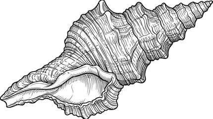 Intricate spiral seashell in black and white line art © Tembok