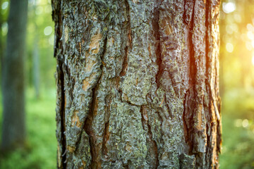 Obraz premium Brown pine tree bark in green forest