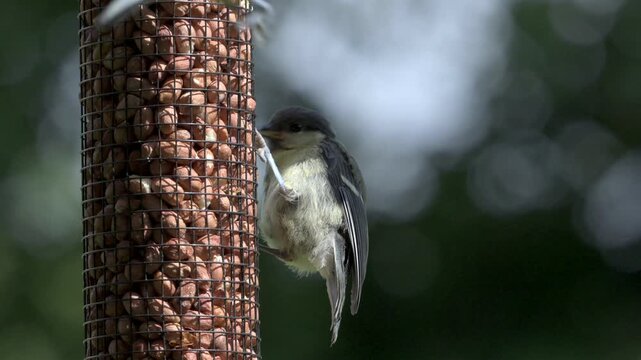 Great Tit (Parus major) fledgling eating peanuts from a garden bird feeder, joined by a young Blue Tit (Cyanistes Caeruleus). June, Kent, UK [Slow motion x5]