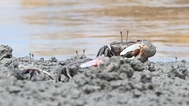 Endangered White-clawed Fiddler Crab showing large claw behavior #017학명:Austruca lactea