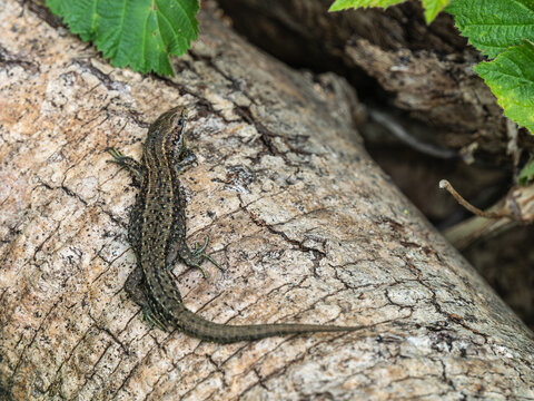 A Common Lizard basking on a Log