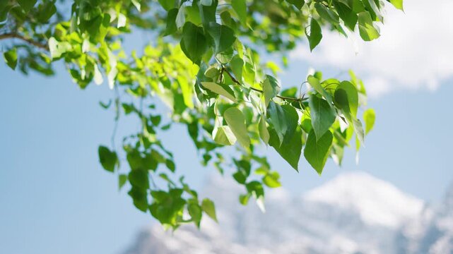 4K Closeup shot of green leaves of Poplar tree waving in the wind in front of snowy Himalayan mountain peak during the summer season as seen from Khangsar village in Lahaul, Himachal Pradesh, India.